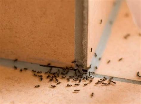 家裡很多小螞蟻 風水 路衝